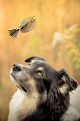 Du hast doch einen Vogel!