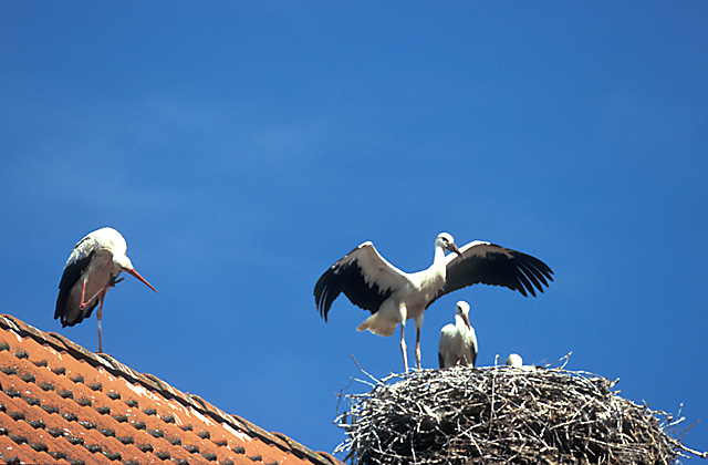 Du hast doch nen Vogel