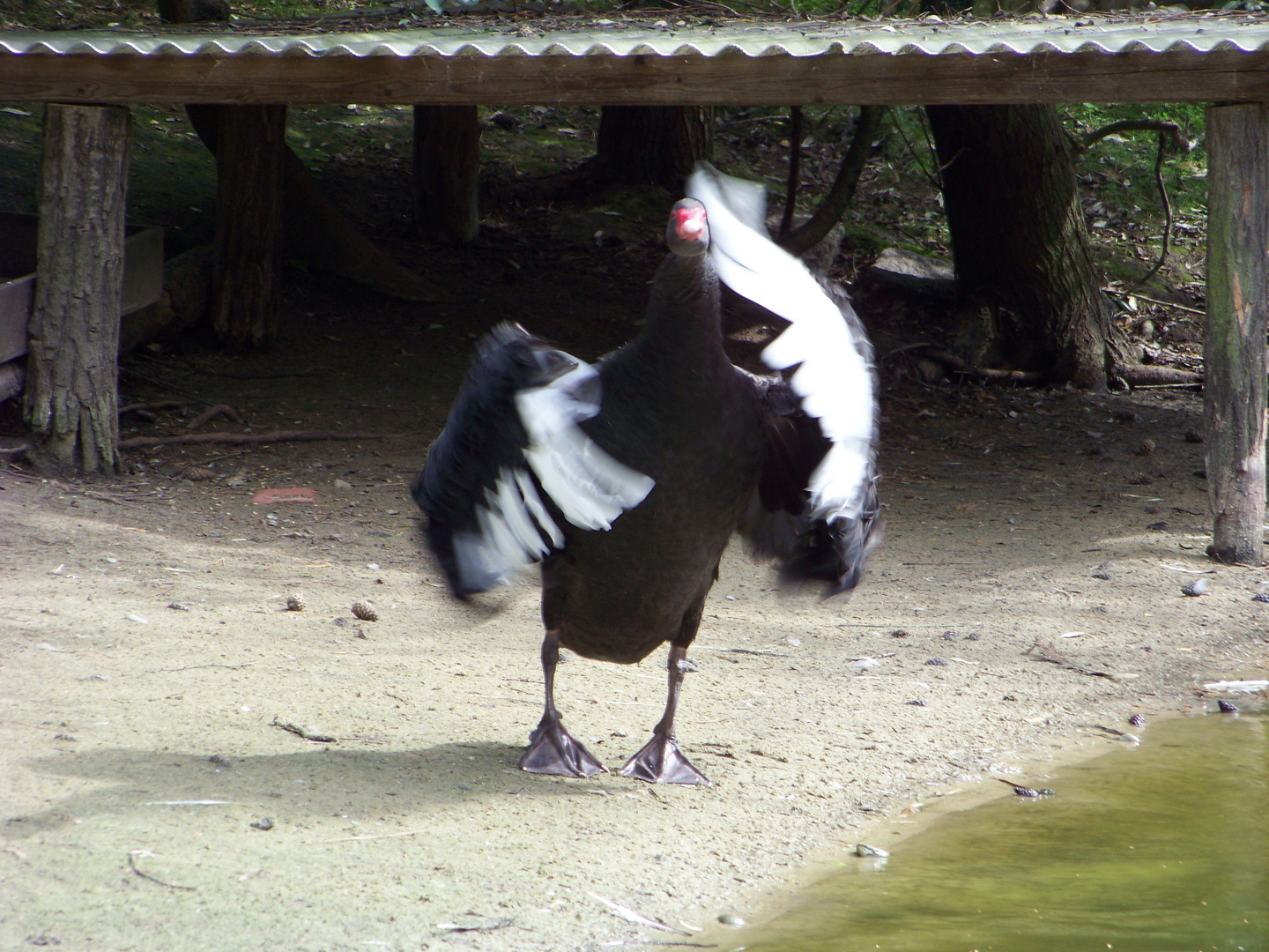 Du hast doch wohl 'n Vogel !!