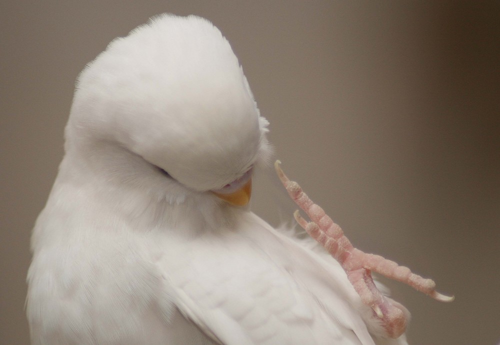 Du hast ja ein Vogel