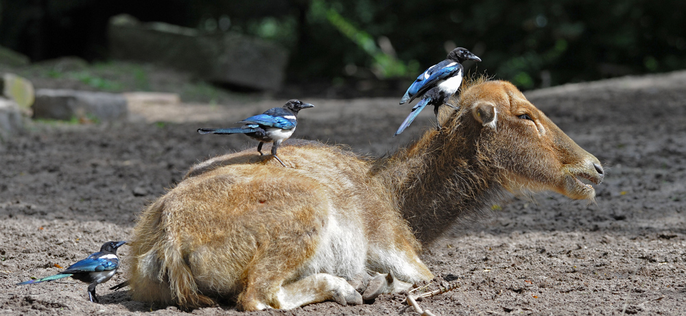 du hast ja einen Vogel