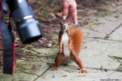 Du hast ja keine Nuss