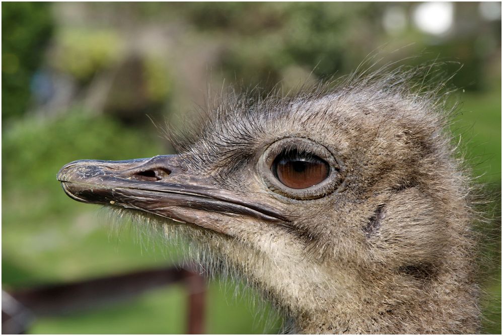 Du hast 'nen Vogel