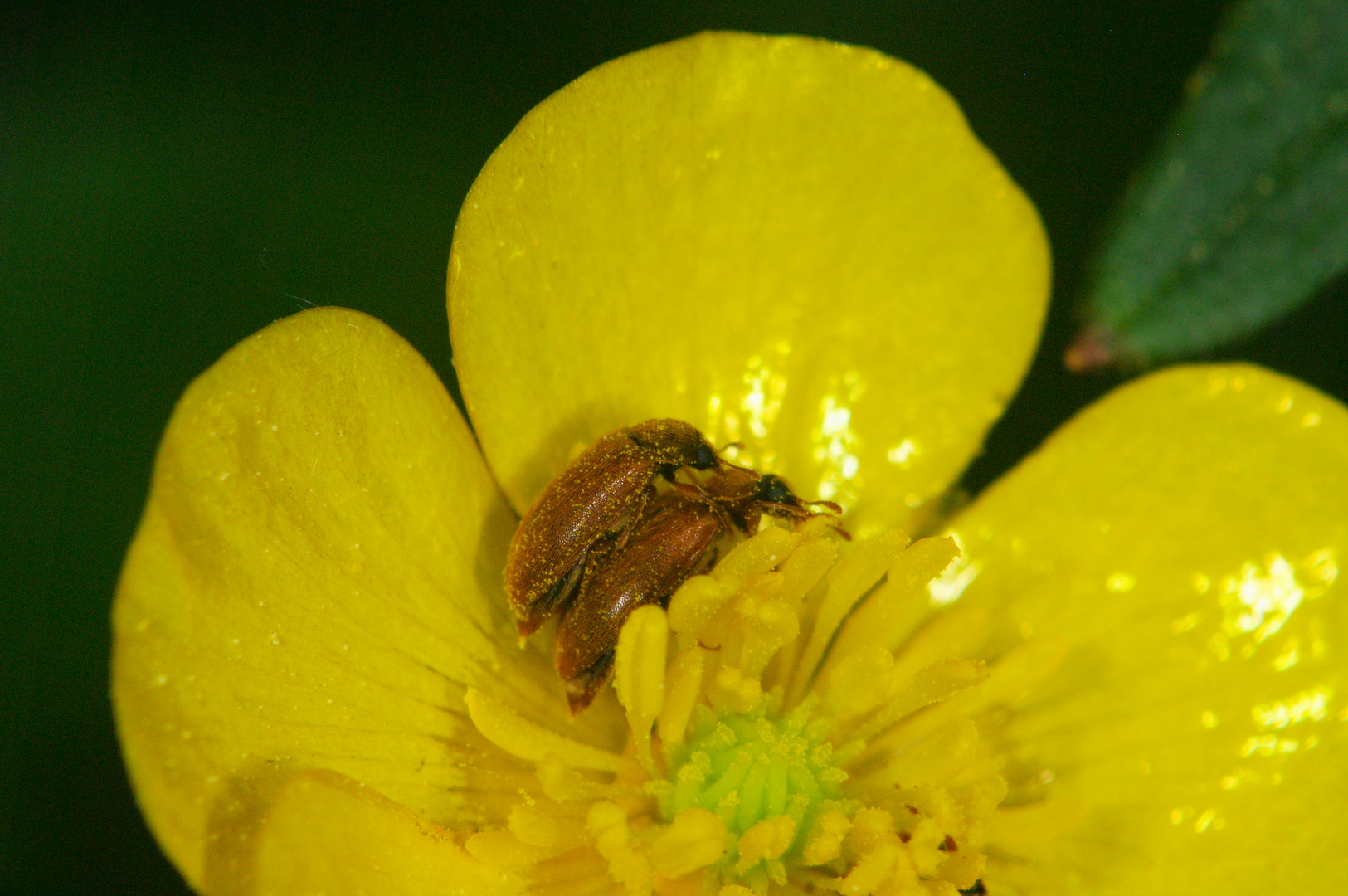 du hast so leckeren Pollen im Genick