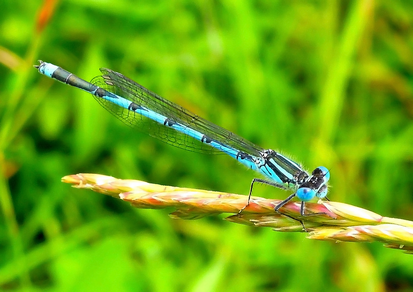 Du hast so schöne blaue Augen Foto & Bild tiere, wildlife Du hast so schöne blaue Augen Foto & Bild tiere, wildlife