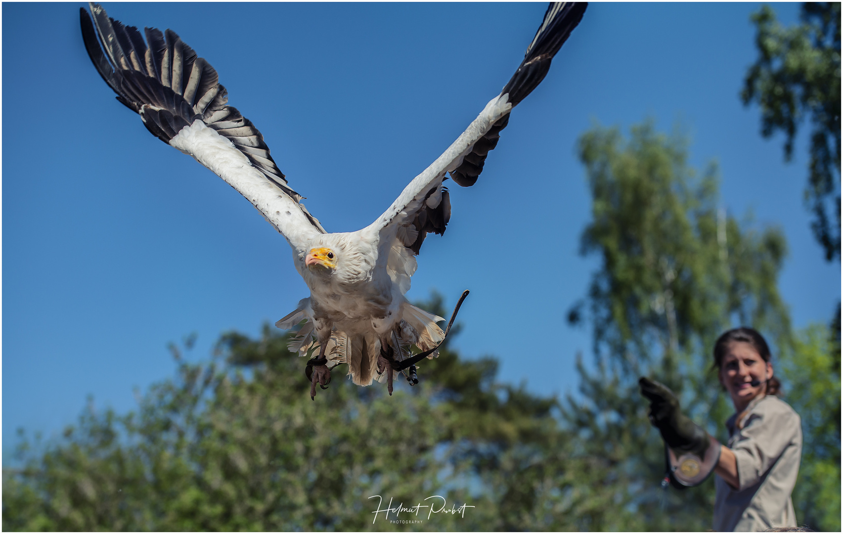 Du hast wohl einen Vogel !