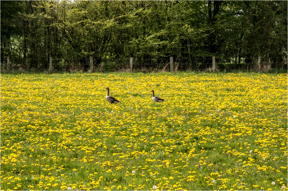 Du hattest mir doch Gänseblümchen versprochen ...