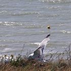 Du haut de la Falaise - Criel s/mer -Seine Maritime