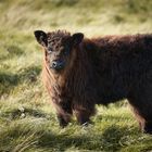 Du hier- auf meiner Wiese ?