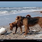 Du Ina ...was ist denn das ?? ... Mensch Funny ...Strandgut natürlich du Dumme ...