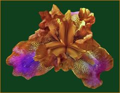 du jardin des iris de florence....