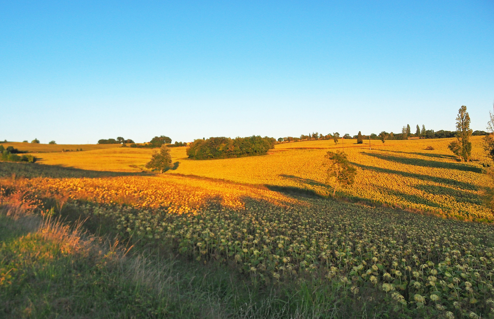 Du jaune dans la campagne gersoise...