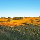 Du jaune dans la campagne gersoise...