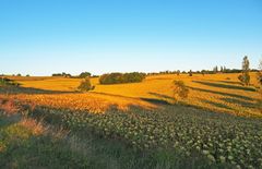 Du jaune dans la campagne gersoise...