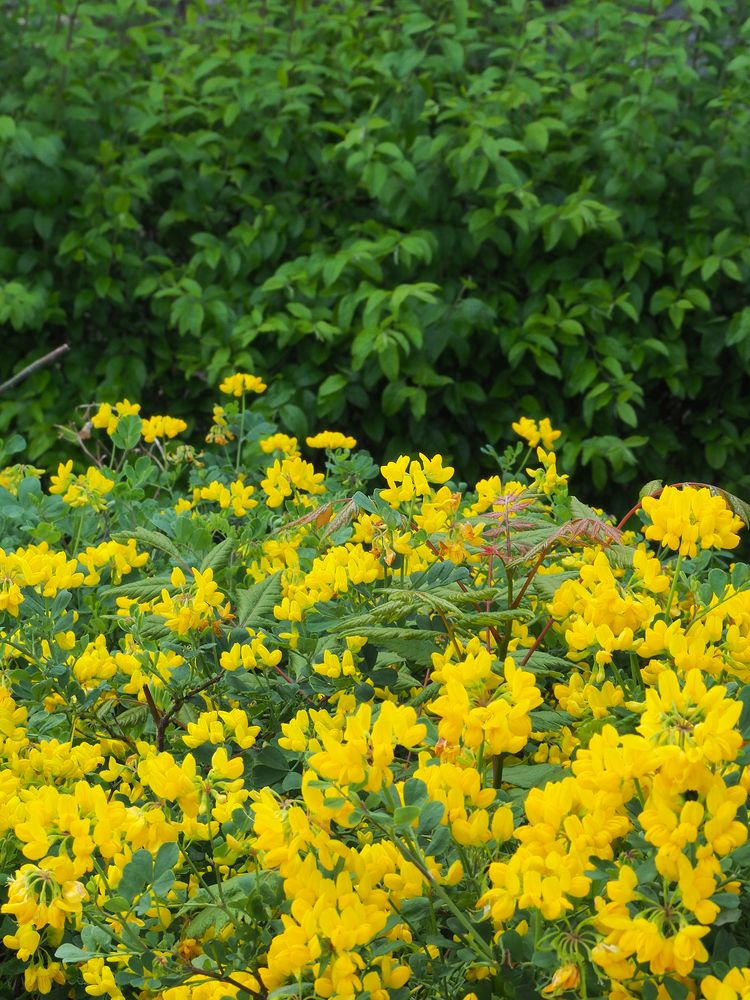 Du jaune dans la haie…