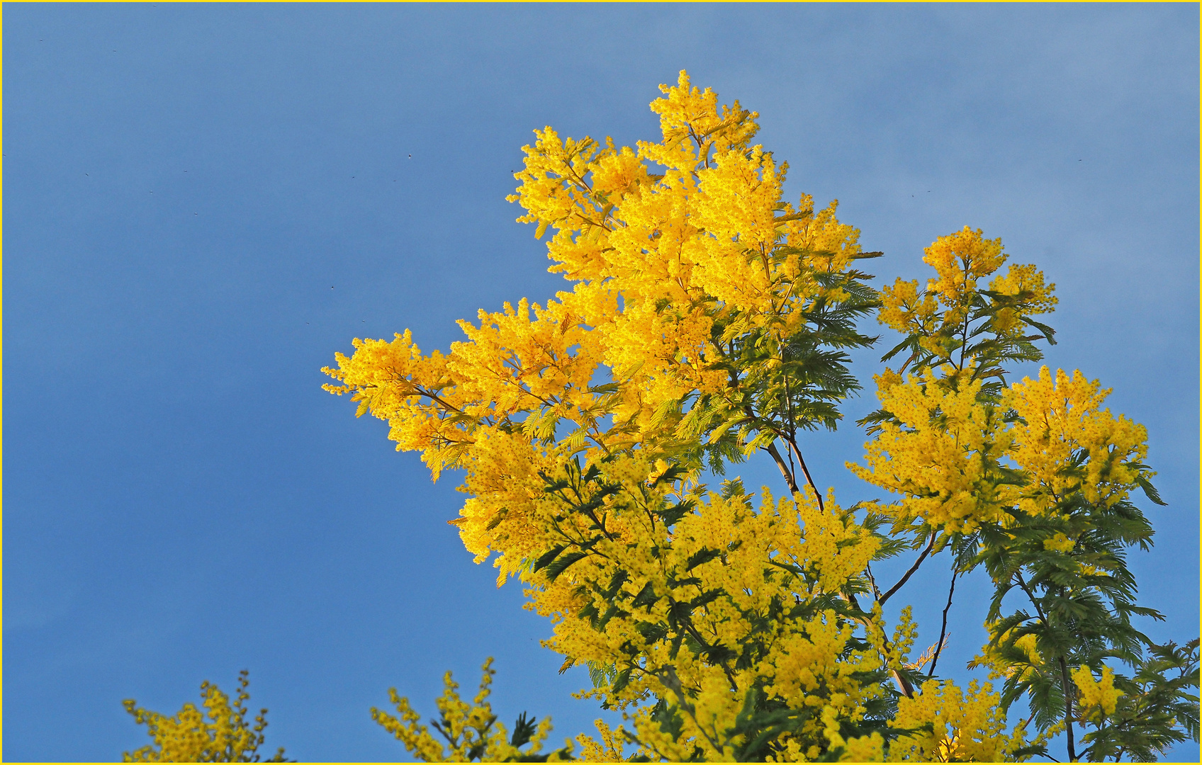 Du jaune dans le ciel gersois en fin d’après-midi