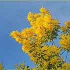 Du jaune dans le ciel gersois en fin d’après-midi