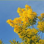 Du jaune dans le ciel gersois en fin d’après-midi