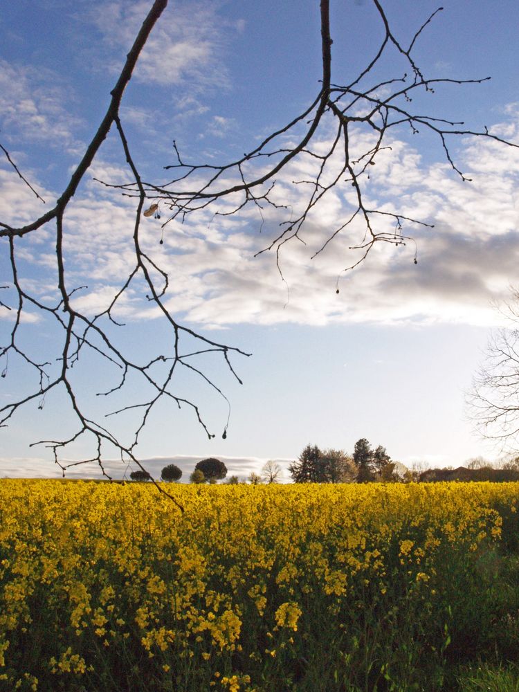 Du jaune du mois dernier