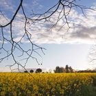 Du jaune du mois dernier