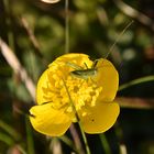 Du jaune, du vert mais rien à voir avec le foot...