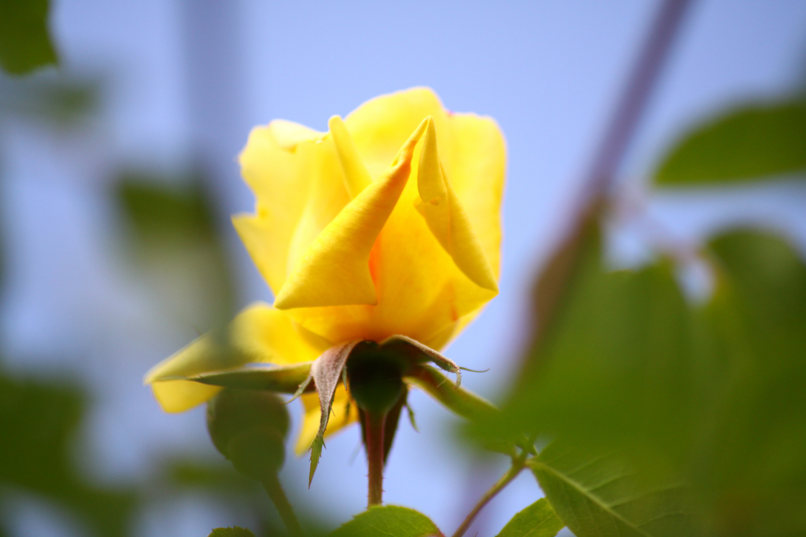 du jaune sur l'azure!