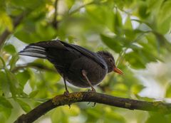 "Du kannst mich mal" dachte sich heut wohl diese Amsel...