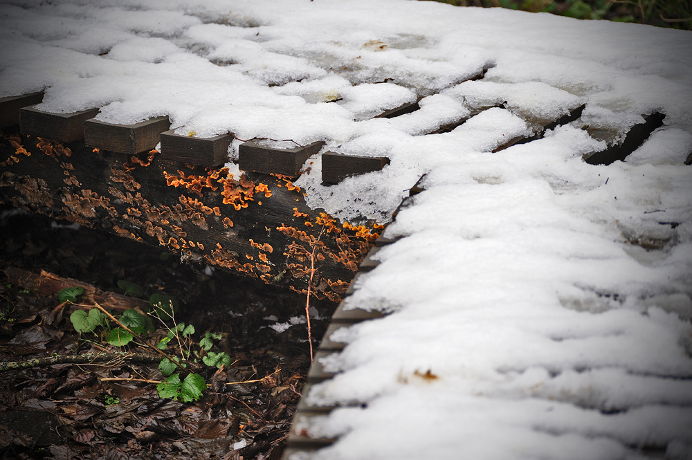 Du kannst nicht entfliehen, es hat keinen Zweck; im Winter