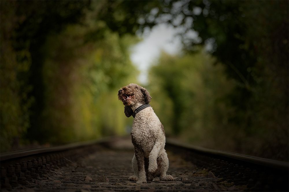 Du kannst nicht vorbei!! Foto & Bild tiere, haustiere, hunde Bilder auf