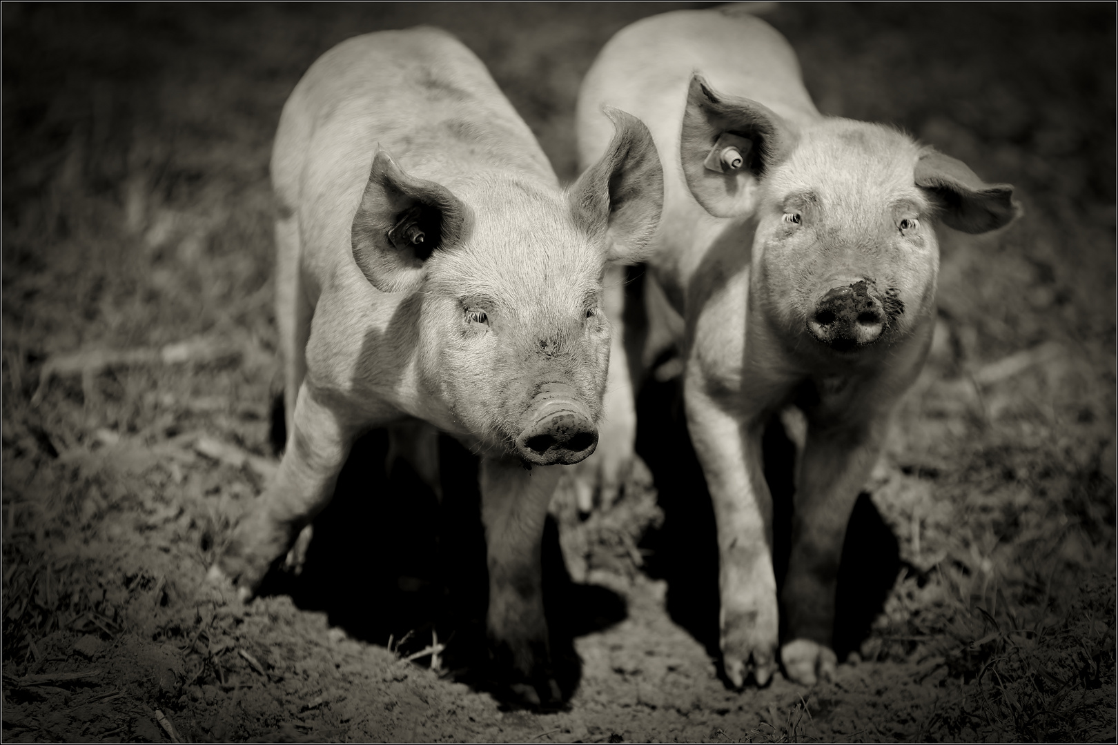 "Du, kennste den?" fragte das Schweinchen: