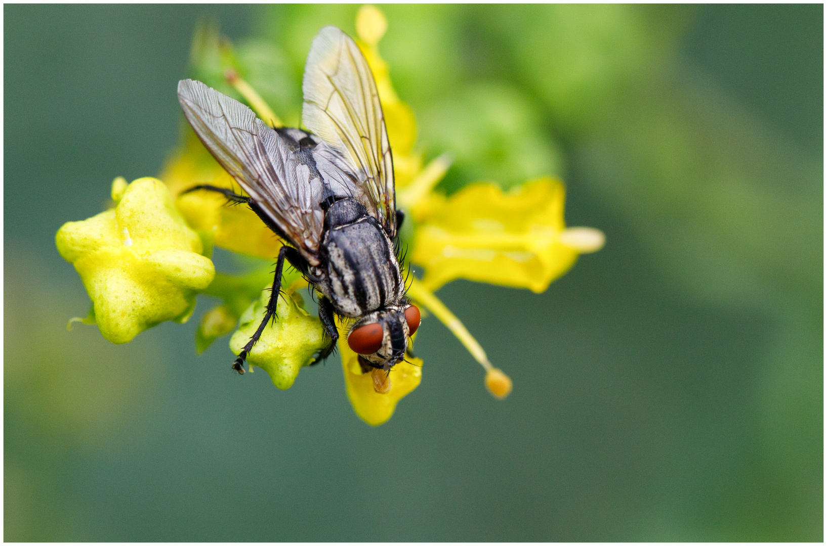 Du kleine Fliege,