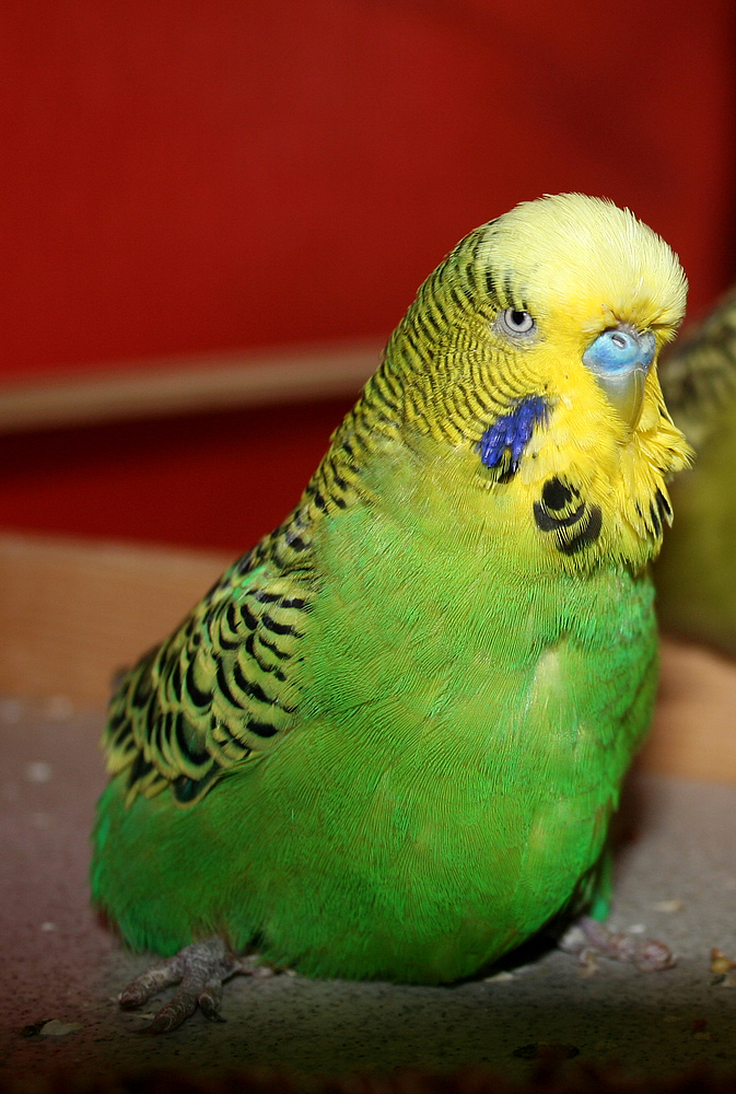 du kleiner scheißer bist einfach ohne uns für immer im vogelhimmel geflogen