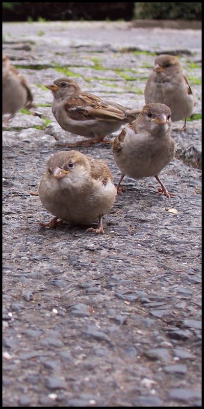 Du kleiner Spatz du ;)