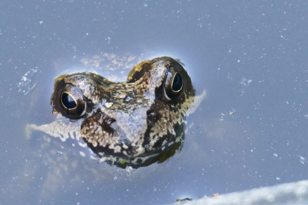 Du kommst hier net reinFrosch im Gartenteich Foto & Bild tiere