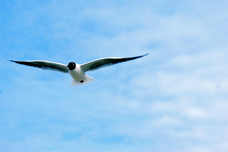 du konntest nicht fliegen