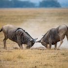 Du kriegst gleich eins auf die Hörner: Gnus im Nahkampf