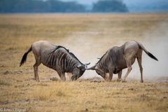 Du kriegst gleich eins auf die Hörner: Gnus im Nahkampf