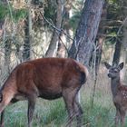 Du Mama, ist der Mensch da gefährlich?