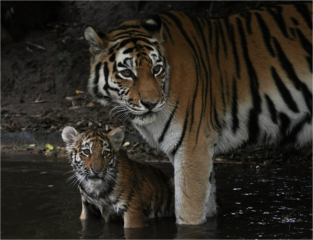 "Du Mami, die Leute gucken alle was wir machen"  ... "Ja Kind - Du bist der Star im Zoo"