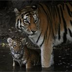 "Du Mami, die Leute gucken alle was wir machen"  ... "Ja Kind - Du bist der Star im Zoo"