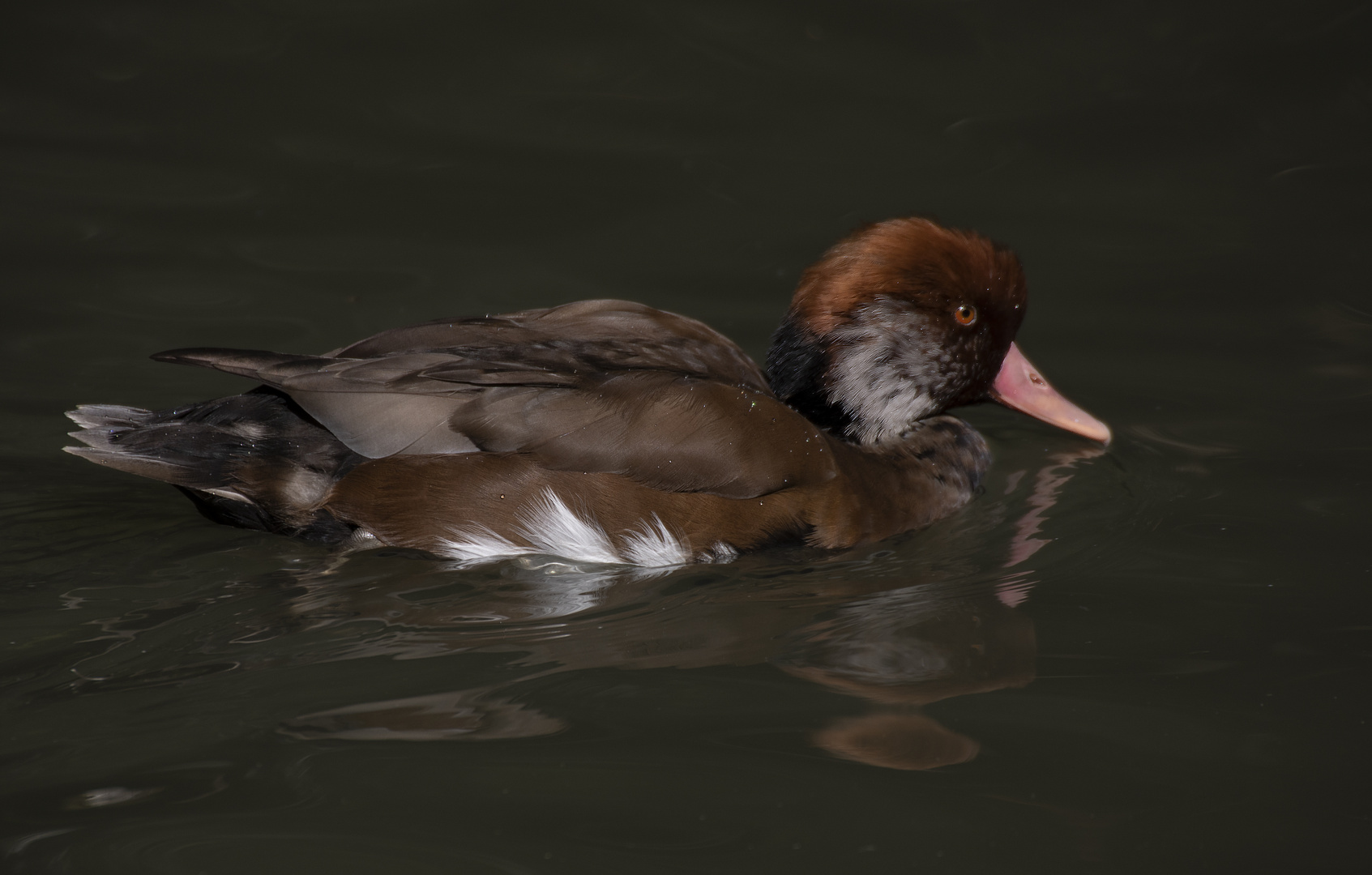 Du marron au roux (canard non identifié)