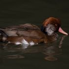 Du marron au roux (canard non identifié)