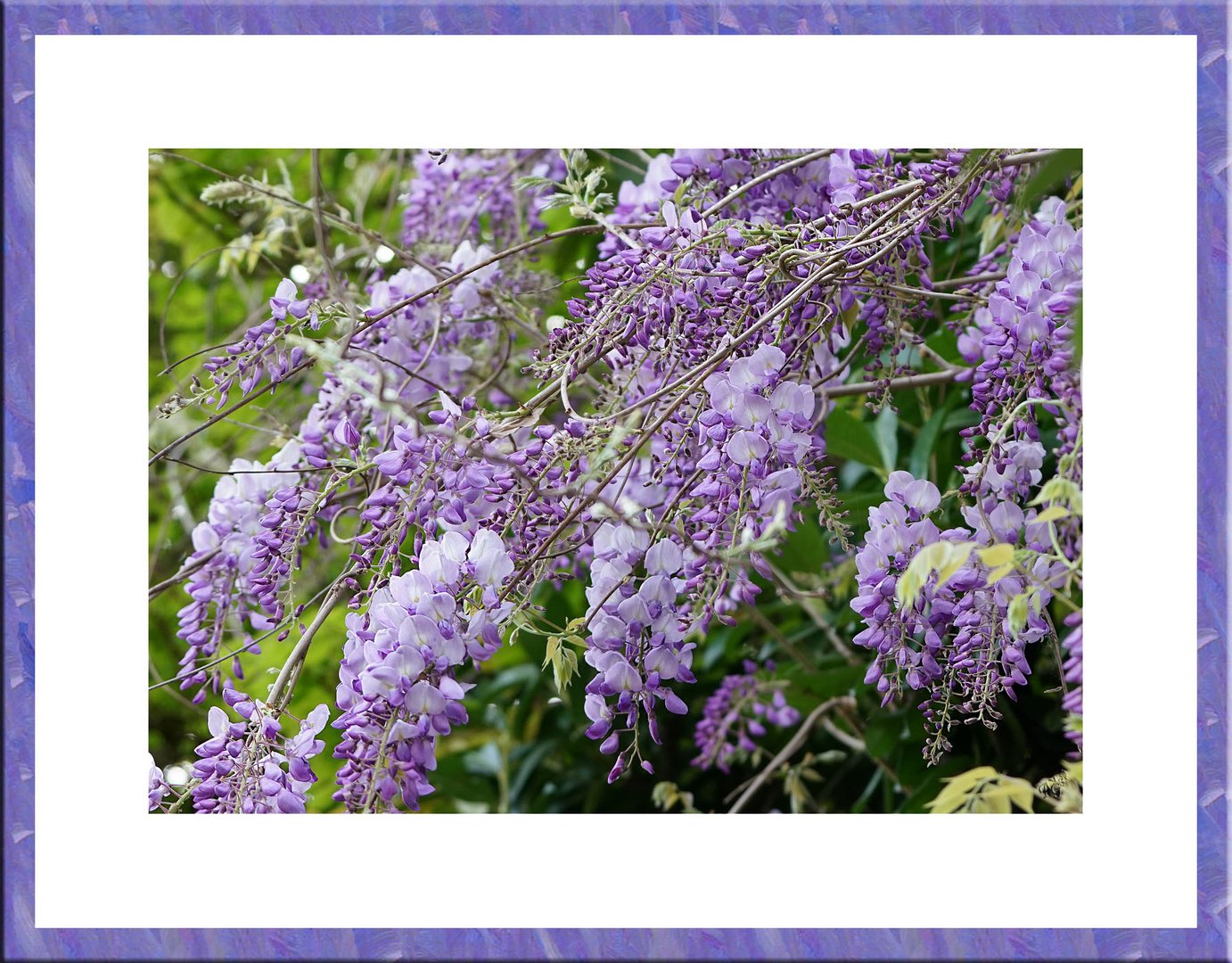 Du mauve au violet.... c'etait au printemps ....