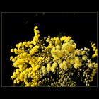 Du mimosa gersois pour vous remercier -- Mimose von dem Gers, um mich zu bedanken