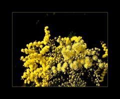 Du mimosa gersois pour vous remercier -- Mimose von dem Gers, um mich zu bedanken