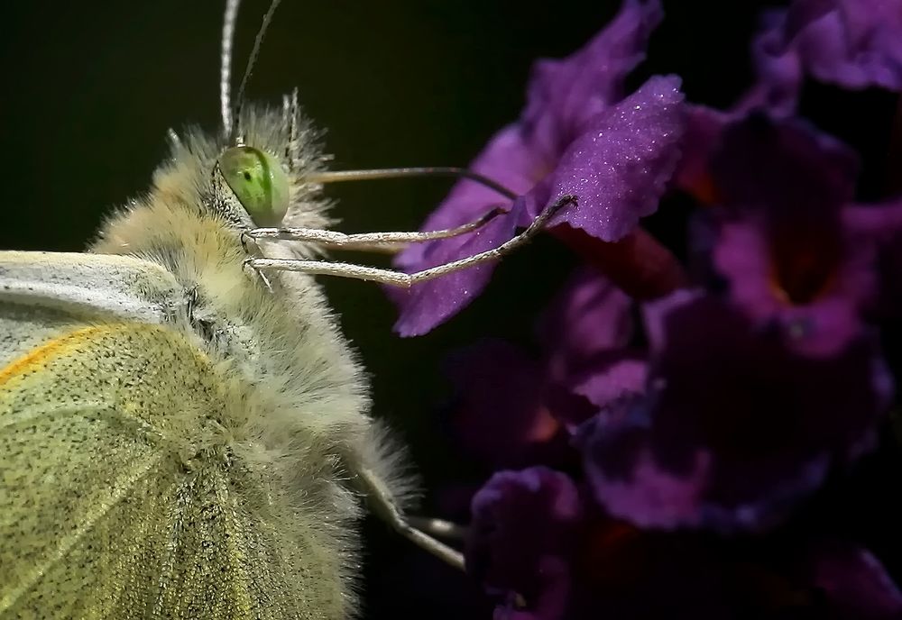 ...Du musst die Raupe erdulden, willst Du den Schmetterling kennen lernen...