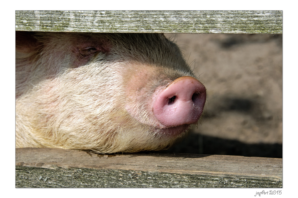 Du musst ein Schwein sein...