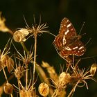 du naturaliste à l'imaginaire