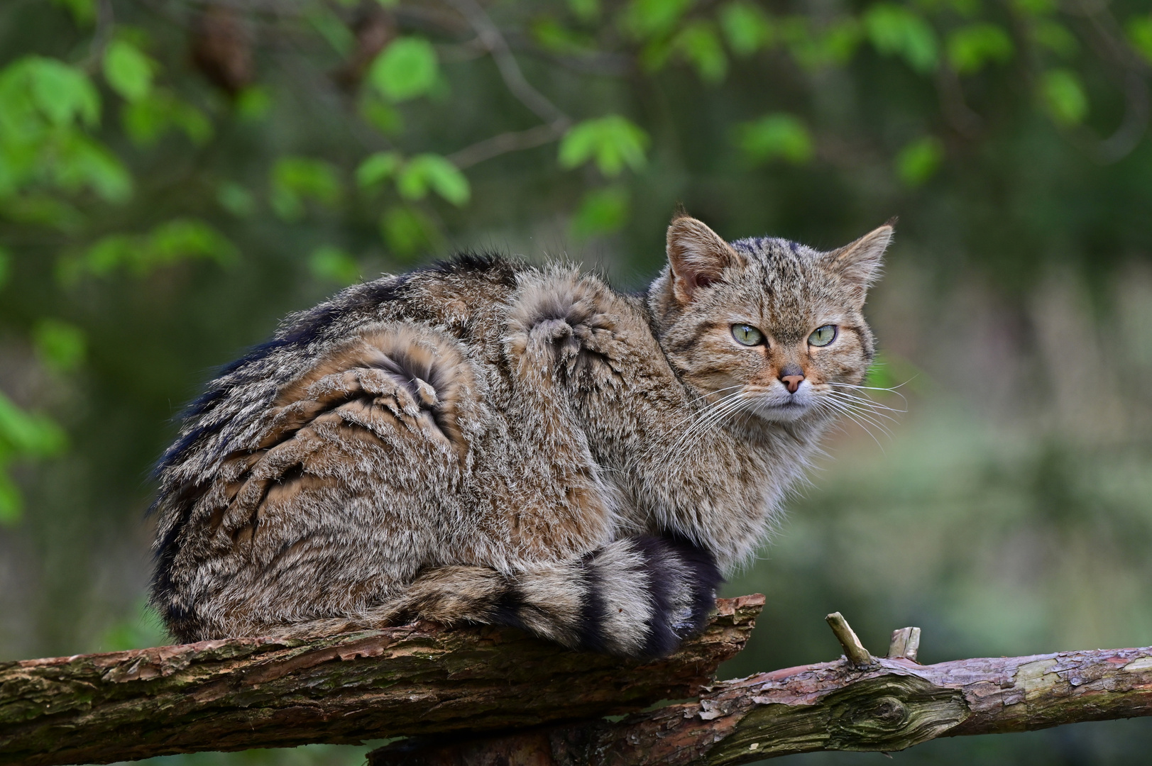 Du nervst! - Wildkatze (Felis silvestris) 