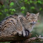 Du nervst! - Wildkatze (Felis silvestris) 